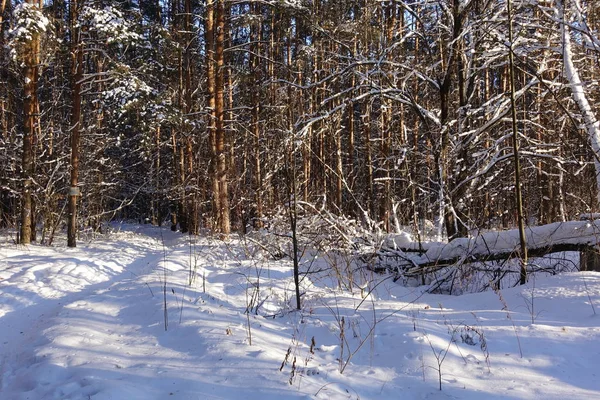 Trunks di alberi e pini, è costoso nella foresta. Neve e cumuli di neve . — Foto Stock