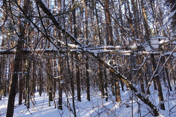 Winter landscape: snow in the thicket of the forest — Stock Photo, Image