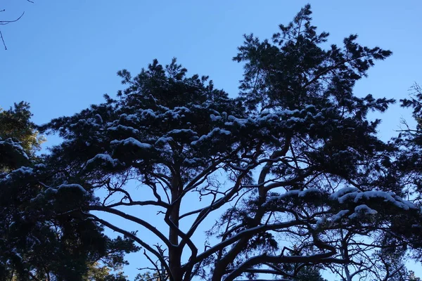 푸른 하늘에 대한 눈의 겨울에 그늘에서 키가 큰 소나무. — 스톡 사진