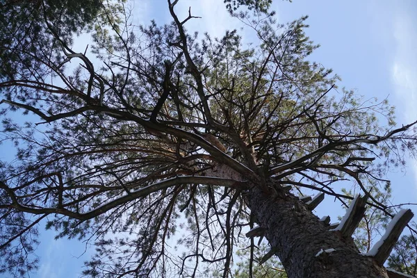 Bosque de pinos. Las coronas de los árboles, vista al fondo. en la nieve en invierno — Foto de Stock