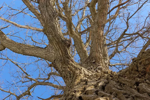 Oak. Boomstam, onderste weergave. Natuur in het winterseizoen. Tegen de blauwe lucht. Takken en romp creëren een abstract patroon Rechtenvrije Stockafbeeldingen