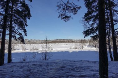Winter forest in the snow. Sunny frosty day.