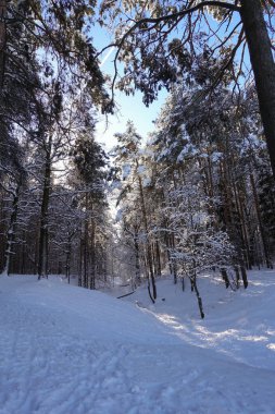 Winter forest in the snow. Sunny frosty day.