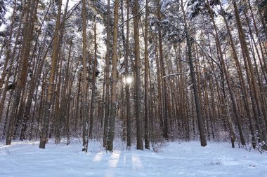 Winter forest landscape with high pines in the snow.