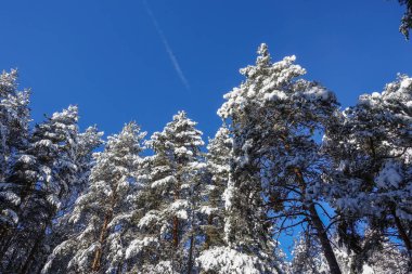 Winter forest, treetops, tree trunks in the sky. Frozen treetops in a forest with blue sky background