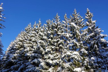 karla kaplı çam ağaçları ve mavi gökyüzü