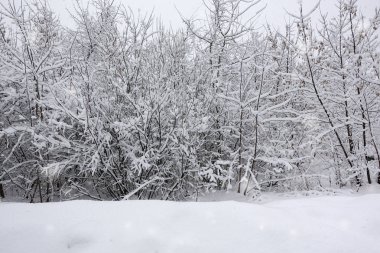 Ağaç dallarında kar. Karla kaplı ağaçların kış manzarası. Karların altındaki dalların şiddeti. Doğada kar yağışı.