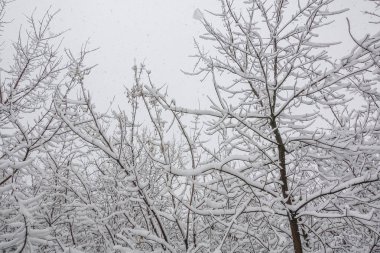 Ağaç dallarında kar. Karla kaplı ağaçların kış manzarası. Karların altındaki dalların şiddeti. Doğada kar yağışı.