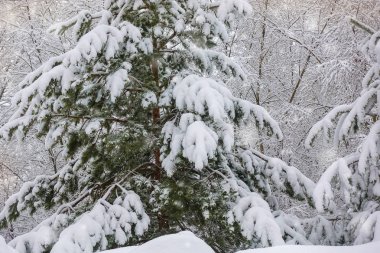 Kar ve buz kaplı yeşil çam ağaç şube.