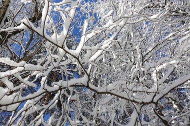 Güzel kış manzarası. Karla kaplı orman. Karda uzun ağaçların gövdeleri. Güneşli soğuk gün.
