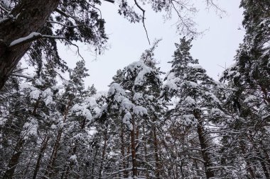 Winter pine forest. Trees covered with snow. Bottom view.