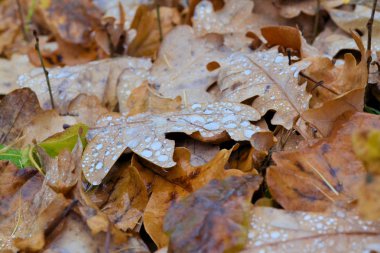 Meşe sonbahar düşmüş yağmur damlaları ile yakın çekim bırakır. Sonbahar arka planı.
