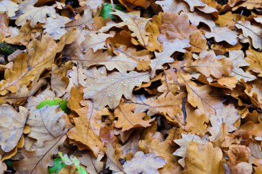 Meşe sonbahar düşmüş yaprakları yakın. Sonbahar arka planı.