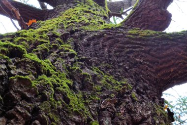 Koyu bir sonbahar ormanında yapraksız büyük yosun (meşe) dalları