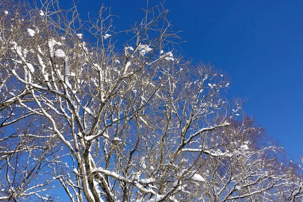 Floresta de inverno, copas de árvores, troncos de árvores no céu. Árvores congeladas em uma floresta com fundo azul céu — Fotografia de Stock