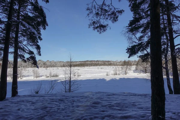 Зимний лес в снегу. Солнечный морозный день . — стоковое фото