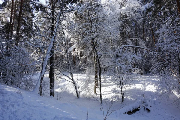 Tall tallar på vintern täckt med snö. — Stockfoto