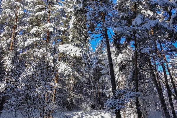 Високі соснові дерева взимку вкриті снігом . — стокове фото
