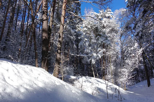 Високі соснові дерева взимку вкриті снігом . — стокове фото