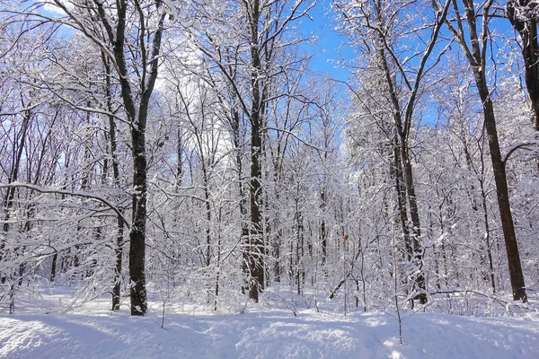 Krásná zimní vánoční krajina. Zmrzlé stromy v bílém mrazu. Modrá jasná obloha. — Stock fotografie