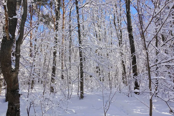 Bellissimo paesaggio natalizio invernale. Alberi congelati nel gelo bianco. Cielo limpido blu . — Foto Stock