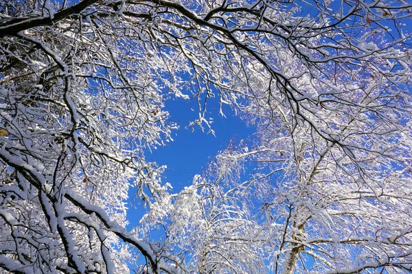 蓝蓝的天空背景上树的冬天雪分支 — 图库照片