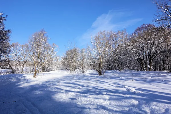 Winter landscape in the forest. Sunny frosty day. Blue sky without clouds and a carpet of snow on the ground and in the trees — Stok fotoğraf