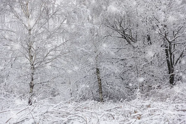 Sníh na větvích stromů. Zima Pohled na stromy pokryté sněhem. Závažnost větví pod sněhem. Sníh v přírodě. — Stock fotografie