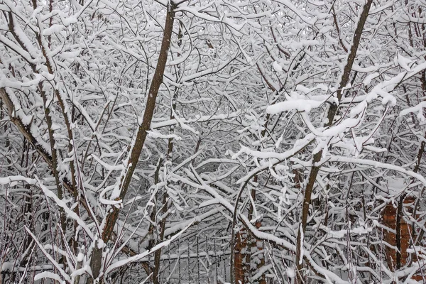 Neve nos galhos das árvores. Inverno Vista de árvores cobertas de neve. A gravidade dos ramos sob a neve. Queda de neve na natureza. — Fotografia de Stock