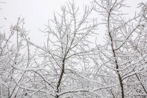 Neve nos galhos das árvores. Inverno Vista de árvores cobertas de neve. A gravidade dos ramos sob a neve. Queda de neve na natureza. — Fotografia de Stock