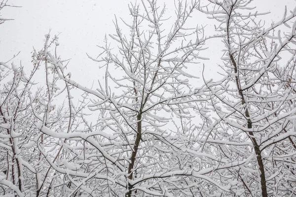 Neve nos galhos das árvores. Inverno Vista de árvores cobertas de neve. A gravidade dos ramos sob a neve. Queda de neve na natureza. — Fotografia de Stock