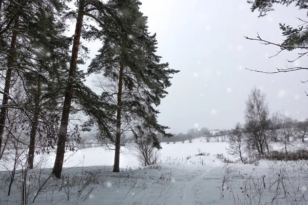 冬の風景。凍った湖のほとりに背の高い松が立っている。. — ストック写真