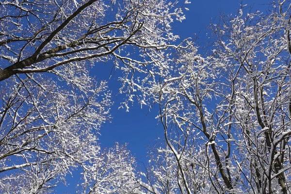 Alulról felfelé tekintettel a fehér hó és a fagy által lefedett fák koronája a gyönyörű kék téli égen — Stock Fotó