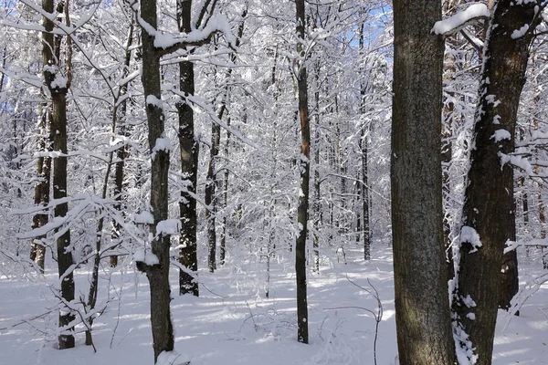 Bellissimo paesaggio invernale. Foresta innevata. Trunks di alberi alti nella neve. Giorno soleggiato e gelido . — Foto Stock