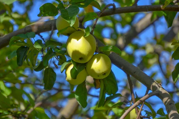 Foto macro com fundo decorativo de belos frutos jovens no ramo da planta da árvore da maçã na horticultura e na agricultura como fonte de impressões, publicidade, cartazes, decoração, interiores — Fotografia de Stock