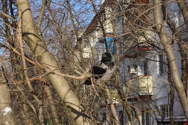 Raven on a tree. The raven sits on a tree without leaves near the houses. Winter. Russia
