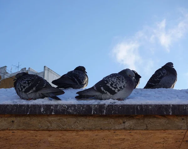 City pigeons in the winter in the snow. Very coldy. The birds are freezing