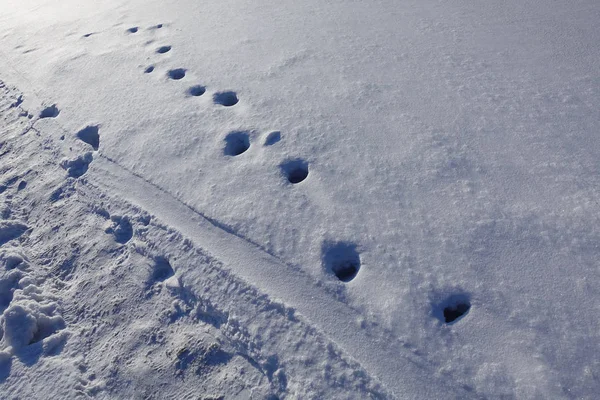 Animal tracks in snow, natural background