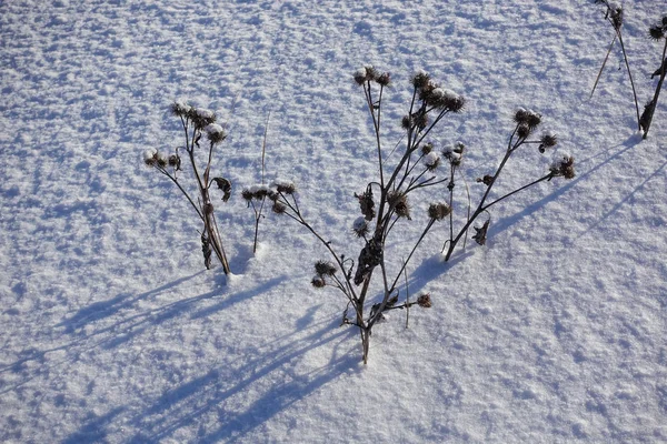 干牛油。雪上干涸的刺草. — 图库照片