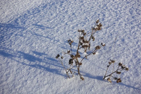 Bardana seca. La hierba espinosa seca en la nieve . — Foto de Stock