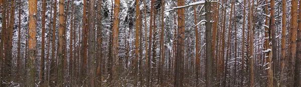 Vacker vinter skog. Trädstammar täckta med snö. Vinterlandskap. Vita snöar täcker mark och träd. Majestätisk atmosfär. Snö natur. — Stockfoto