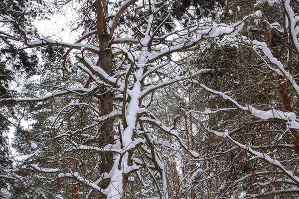 Tørt træ læner sig mod andre træer i en vinterskov dækket med sne . - Stock-foto
