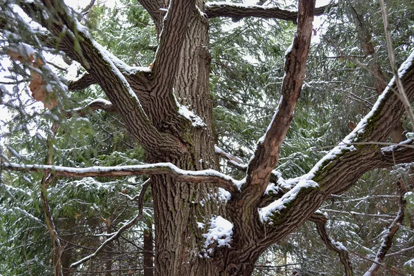 Alte Eichenzweige, die mit Schnee bedeckt sind. Winterlicher Hintergrund — Stockfoto