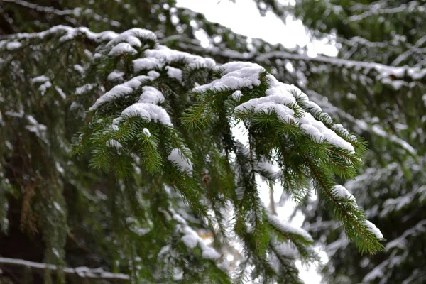 Schneebedeckter Kiefernzweig. Winterwald — Stockfoto