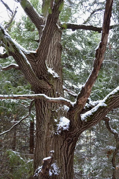 Старые дубовые ветви покрыты снегом. Зимний фон — стоковое фото