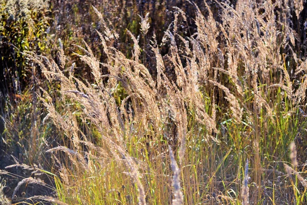 Belo fundo com grama seca fofa no campo de outono — Fotografia de Stock