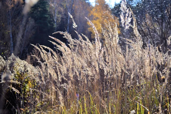 Belo fundo com grama seca fofa no campo de outono — Fotografia de Stock