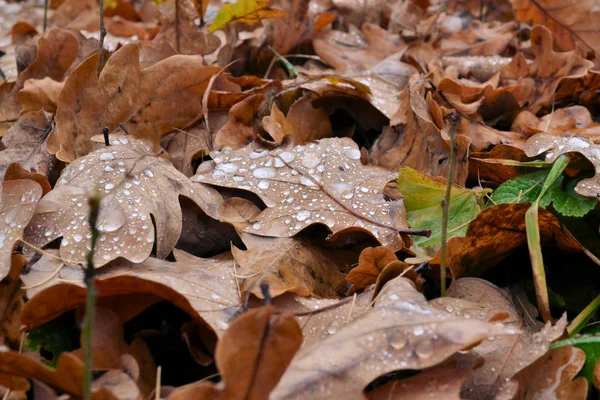 Oak autumn fallen leaves close-up with raindrops. Autumn background. — Stock Photo, Image