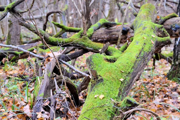 Загвоздка, покрытая ярко-зеленым мхом в осеннем лесу — стоковое фото