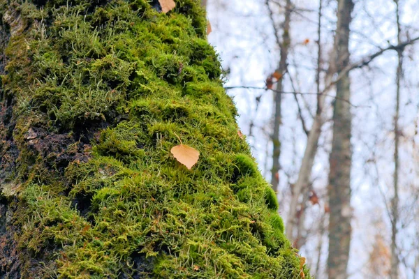 Baumstamm mit leuchtend grünem Moos bedeckt im herbstlichen Wald — Stockfoto